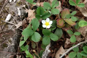 Wild Strawberry - bundle of 5 plants (4" pots)